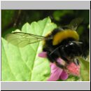 Bombus terrestris - Erdhummel 14.jpg